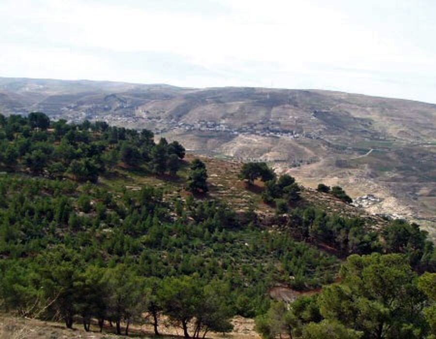 غابة اليوبيل متنفس سياحي لأبناء الكرك