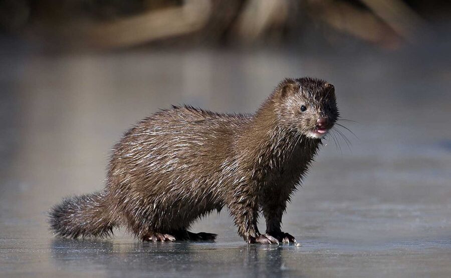 لماذا تعتزم فنلندا إعدام الآلاف من