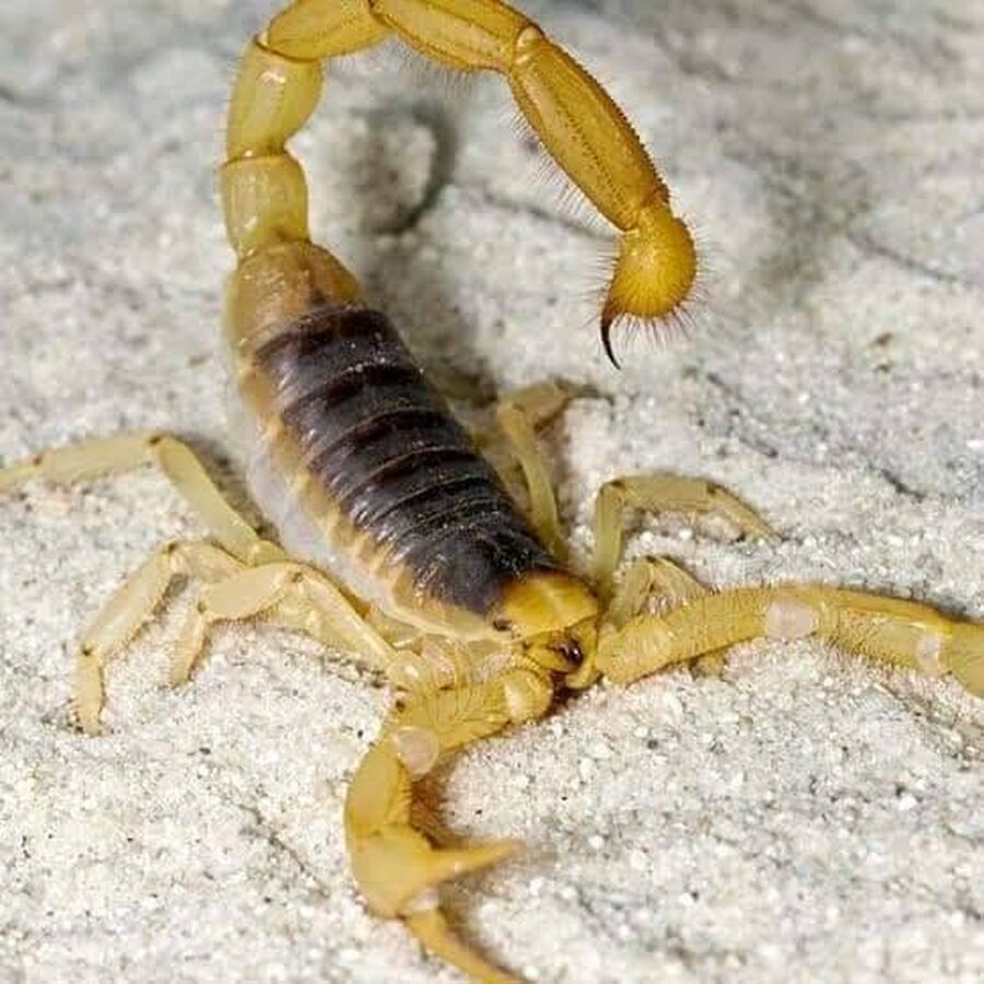 وفاة طفلة لدغها عقرب الورس في