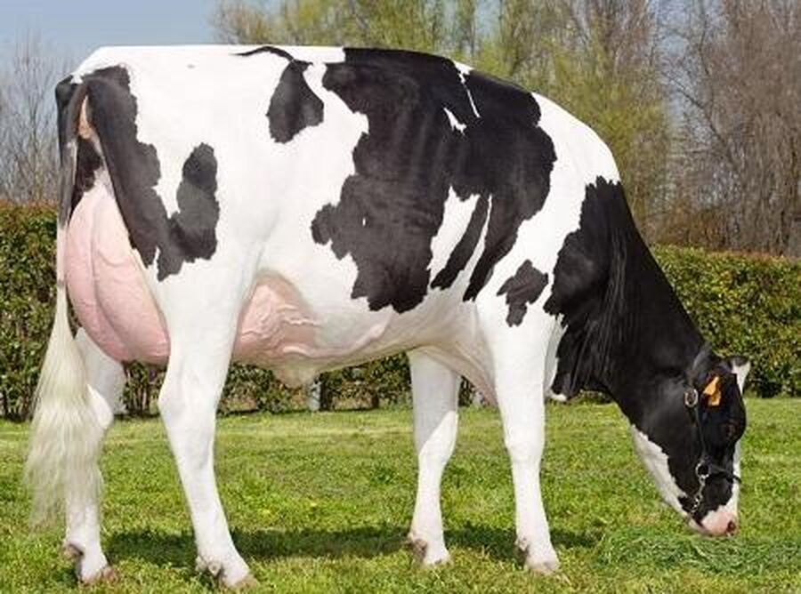 لماذا تحظر ألمانيا تصدير المواشي إلى