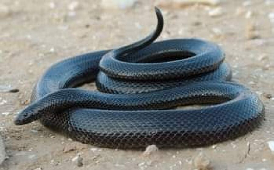 الخبيث الاسود يلدغ شابا في السلط..