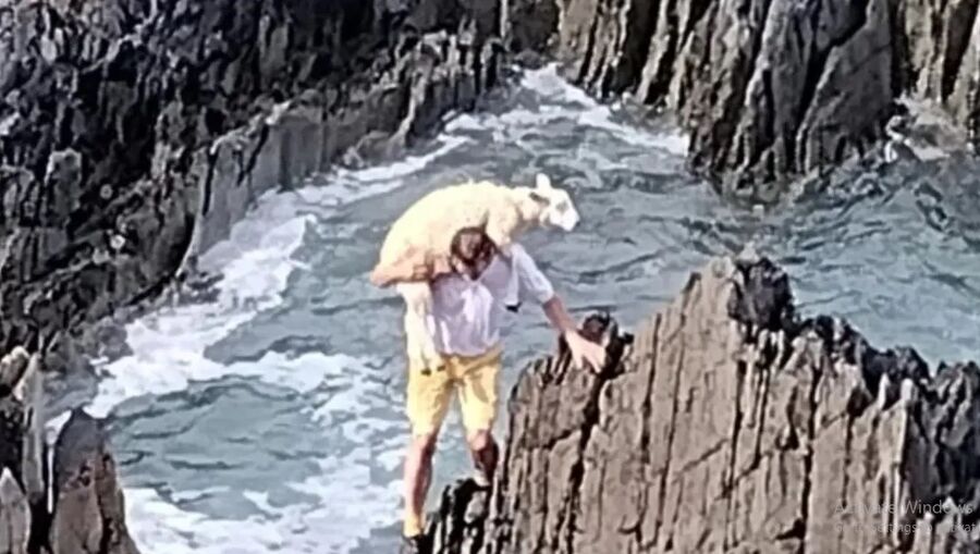 عندما تخاطر بحياتك لإنقاذ خروف.. رجل