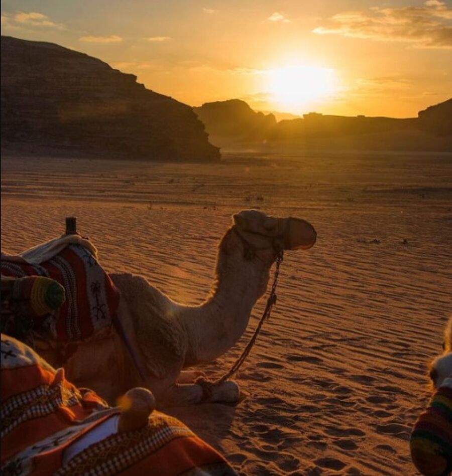 ارتفاع عدد زوار رم الأجانب 98.2%