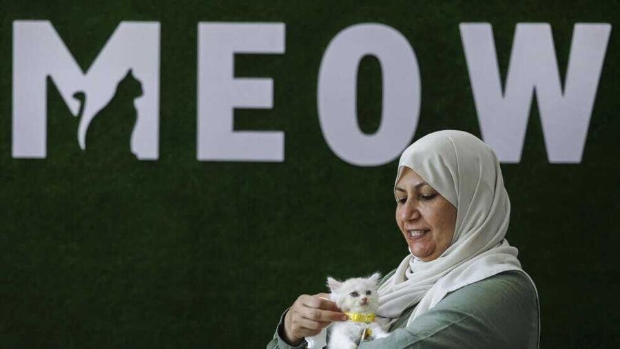 القطط تساعد أهل غزة على مواجهة