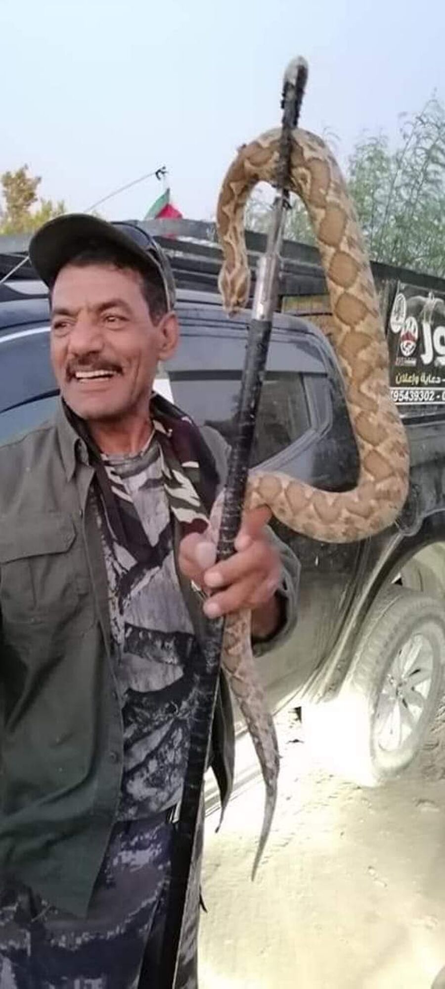 الصقور يوضح: الافاعي السامة غير عداونية