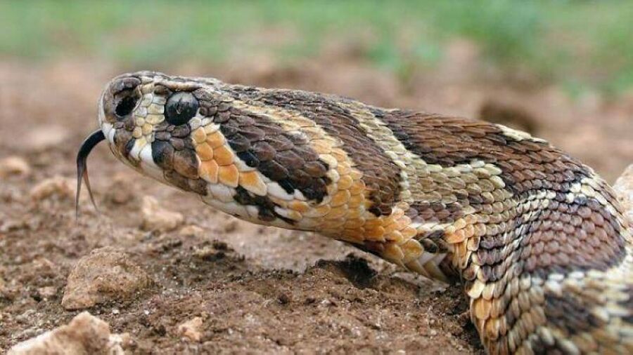 أفعى فلسطين تداهم منزلين في ماركا