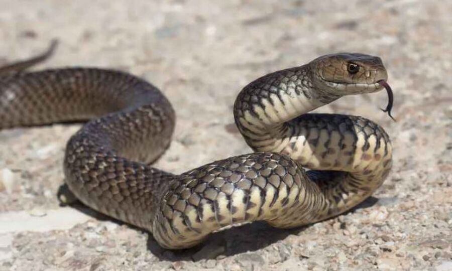 العثور على افعى في قسم السجلات