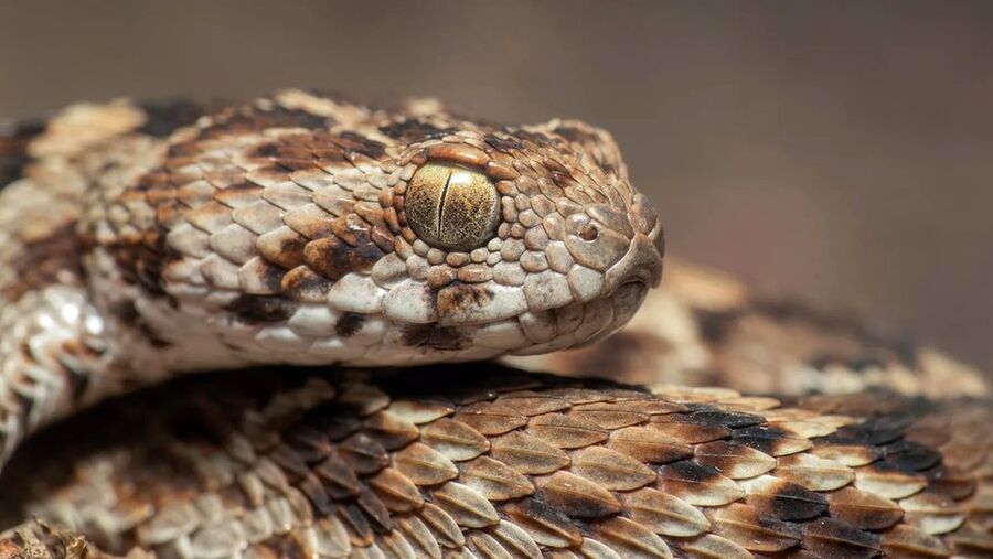 تسجيل 400 حالة لدغ لأفاع وعقارب