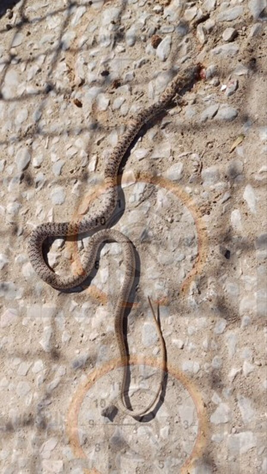 افعى داخل ساحة مدرسة في مادبا