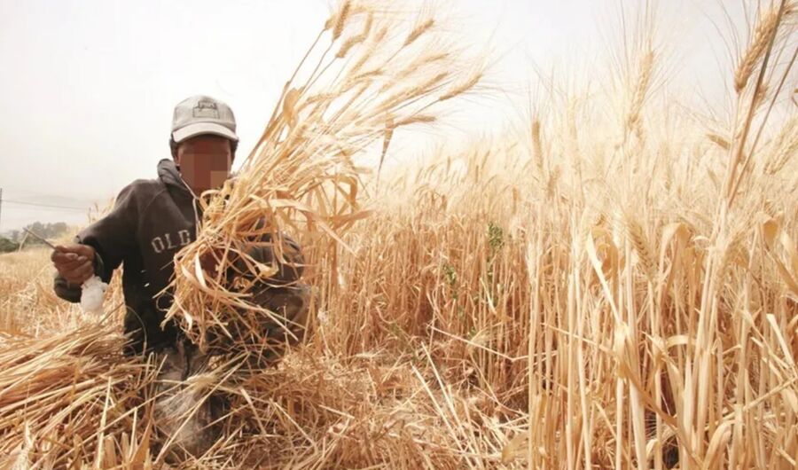 القمح يسجل أكبر انخفاض شهري منذ