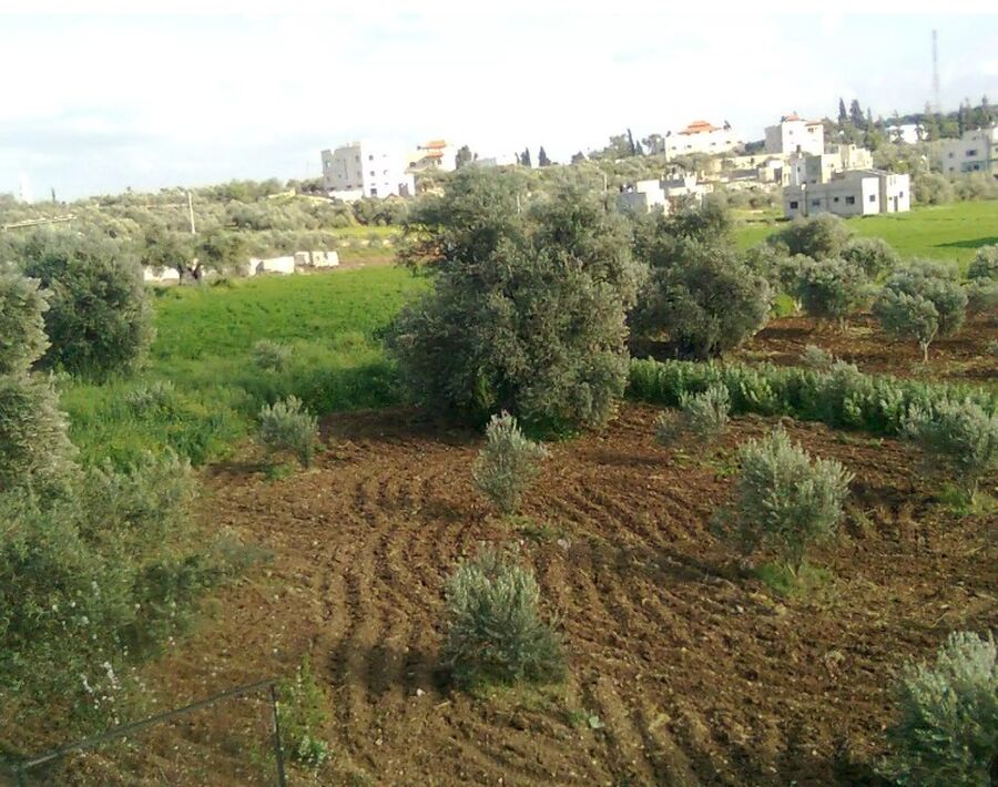 زراعة إربد تستعد لإطلاق المحافظة عاصمة