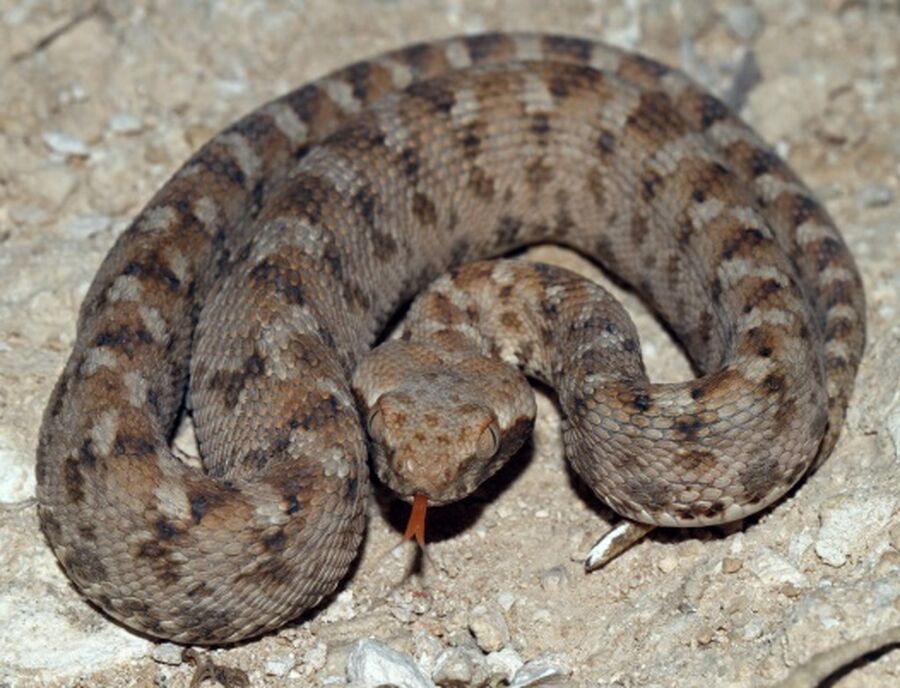 الحراشف المنشارية تضرب أحمد في الأغوار..