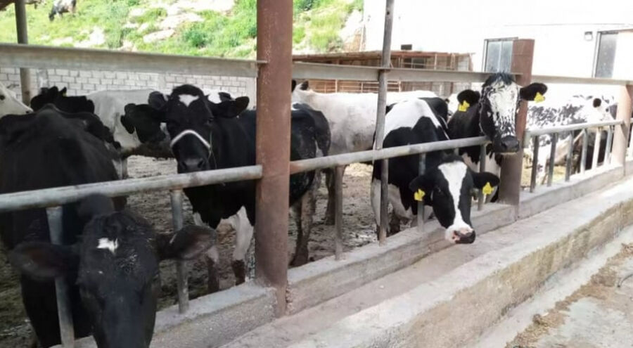 الإقراض الزراعي: منح متضرري الحمى القلاعية