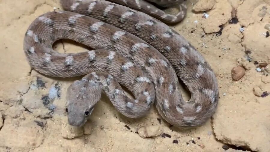 أفعى الحراشف المنشارية تدخل شابا عشرينيا