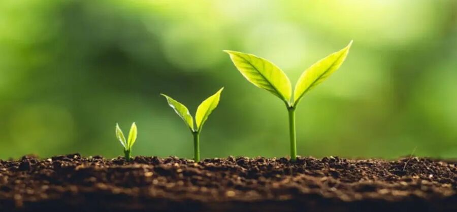 عالم أردني ينجح في إنتاج نباتات