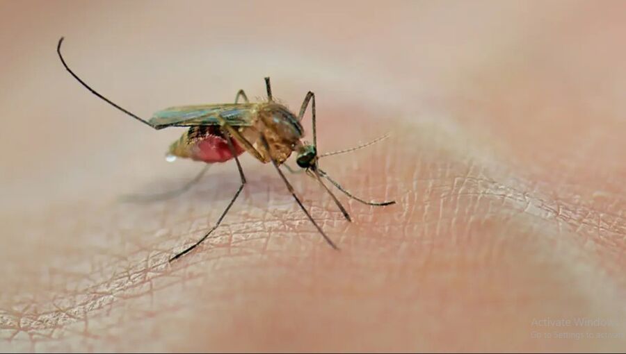 بينها العرق وفصيلة الدم.. هكذا يحدد