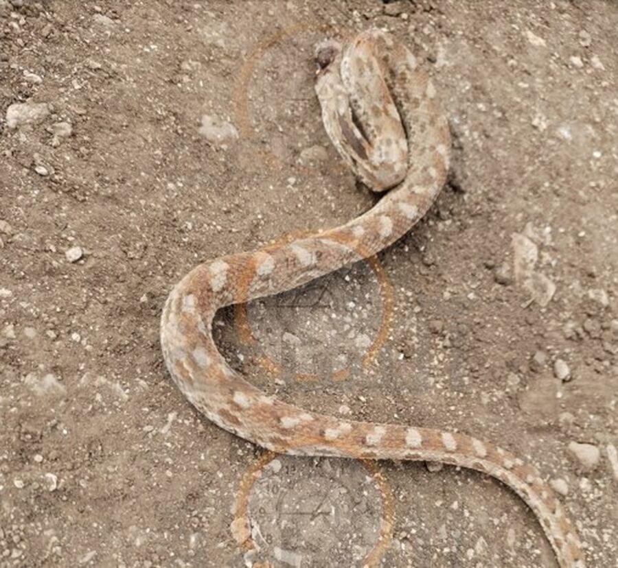 فرخ الحراشف المنشارية تظهر في العاصمة