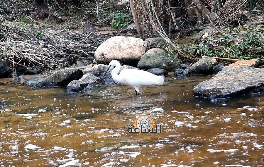 عدسة مدار الساعة ترصد سحر وجمال