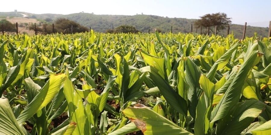 الزراعة توقف استيراد الكركم الطازج لدعم