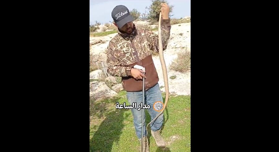 شاهد كيف نزل خبير افاعي أردني