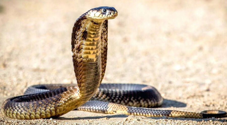خبيرة الأفاعي الدعجة: 680 حالة لدغ