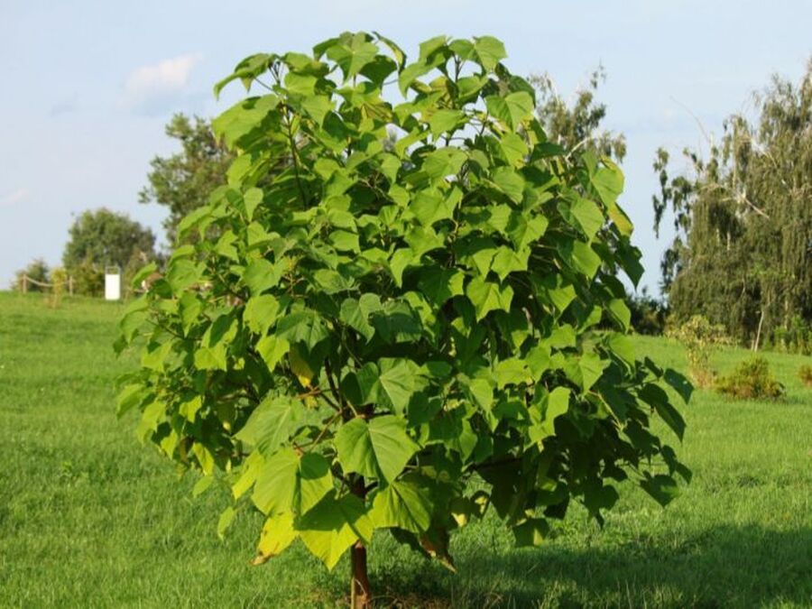 المفرق : اتفاقية لتشجير مكب الحصينيات