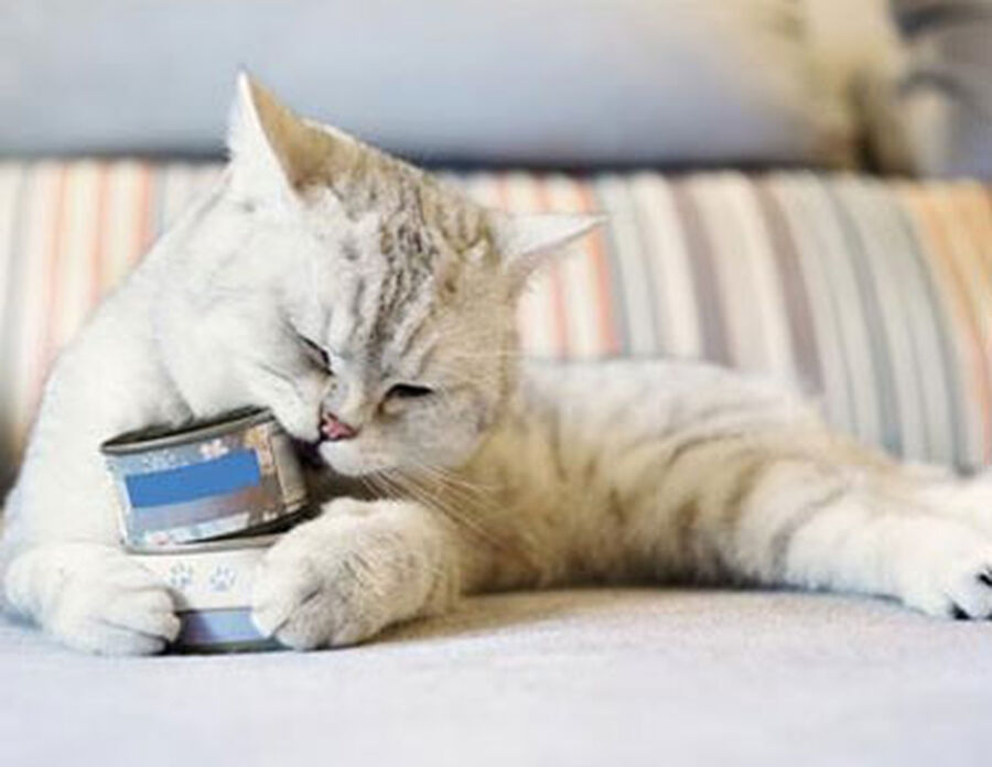 دراسة جديدة .. اقتناء الحيوانات الأليفة