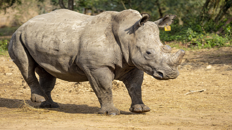 أول حمل لوحيد القرن في العالم