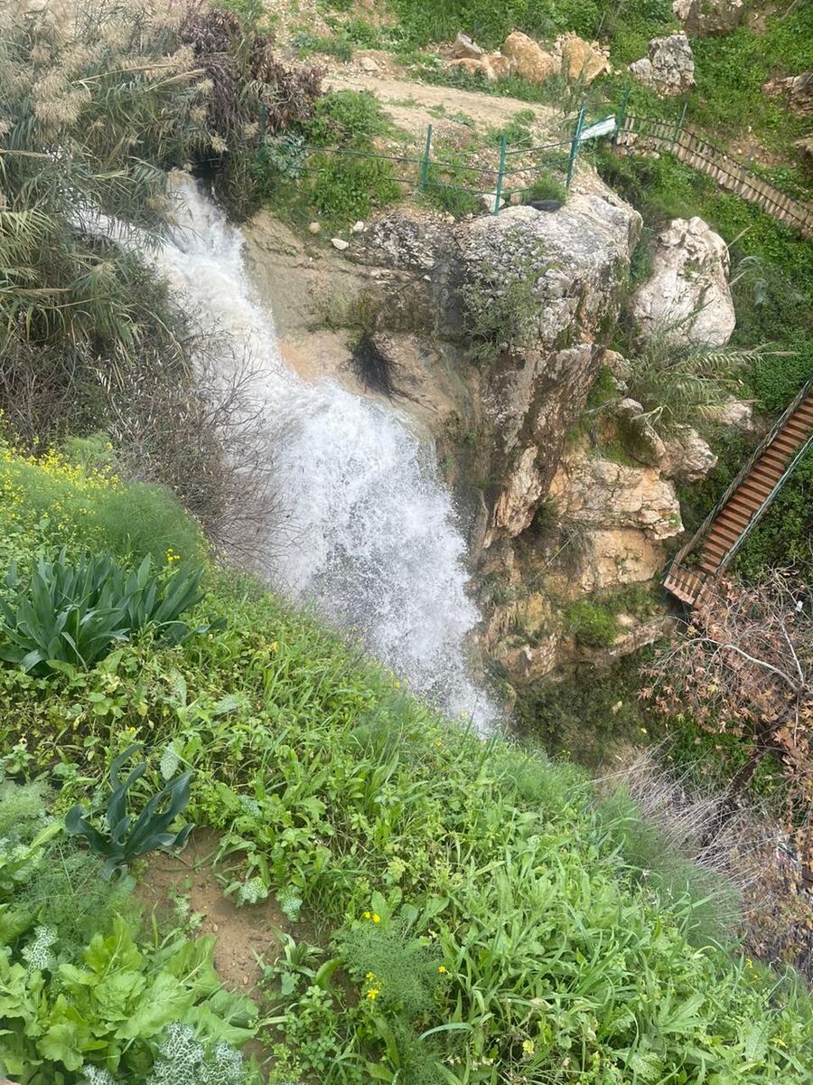 عجلون: الأمطار تمهد لربيع مبكر وبساط