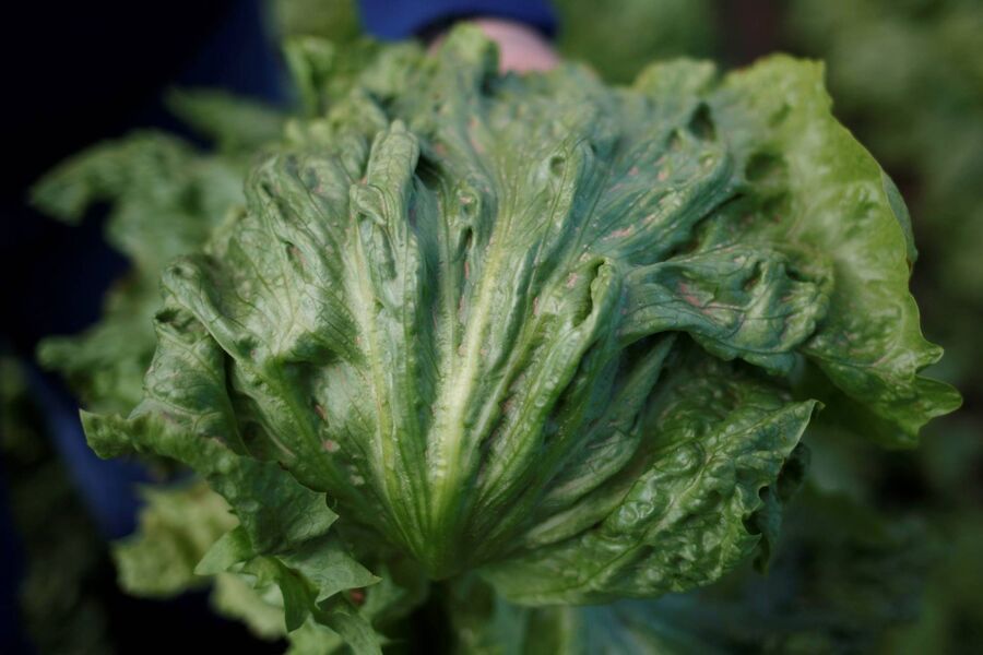 لماذا يشكل الخس المزروع في الفضاء