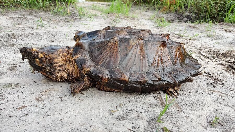 السلحفاة التمساح.. العثور على حيوان خطير