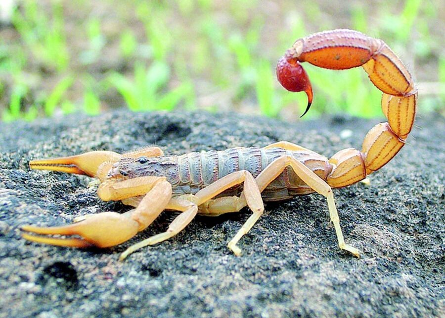 عقارب تلدغ طفلا وعشرينية في الطفيلة