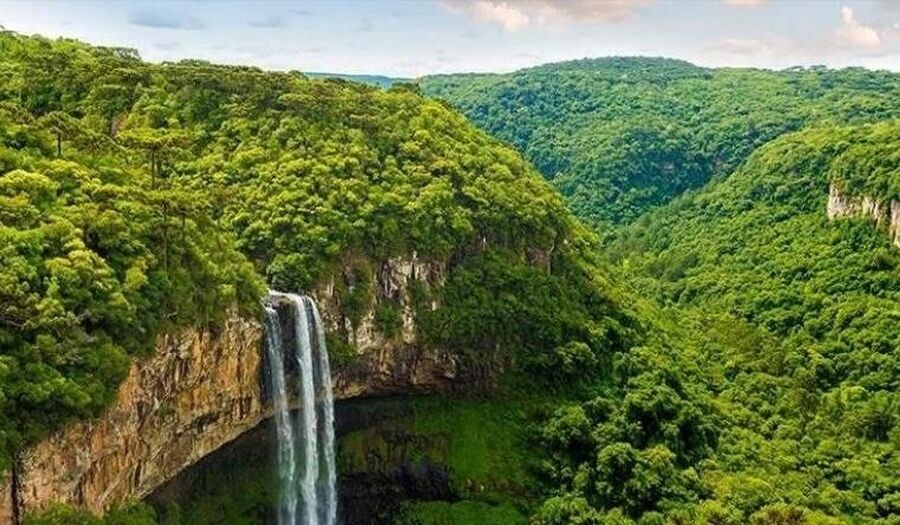 رئة الأرض مهددة بالاختفاء.. دراسة بيئية