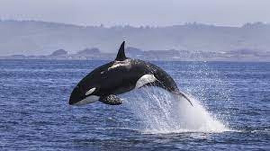 كيف تغني الحيتان؟.. علماء يقتربون من