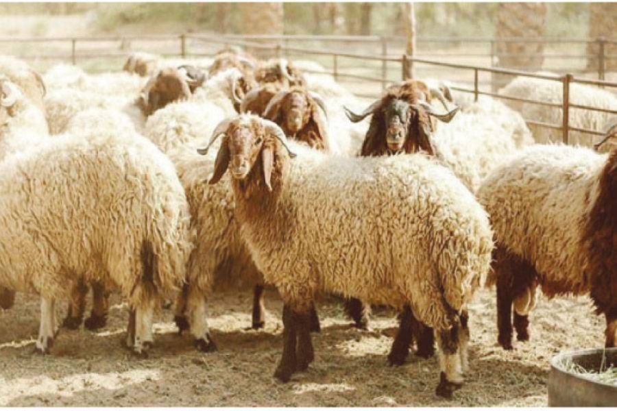 الأردن.. ارتفاع أسعار اللحوم وسط نقص