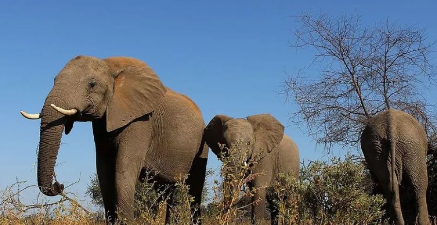 اكتشاف ظاهرة فريدة لدى الأفيال.. كيف