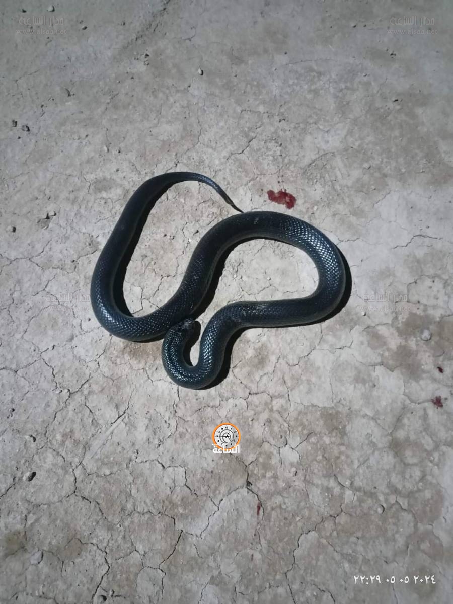 من خلال الذنب والرأس.. تعرف على