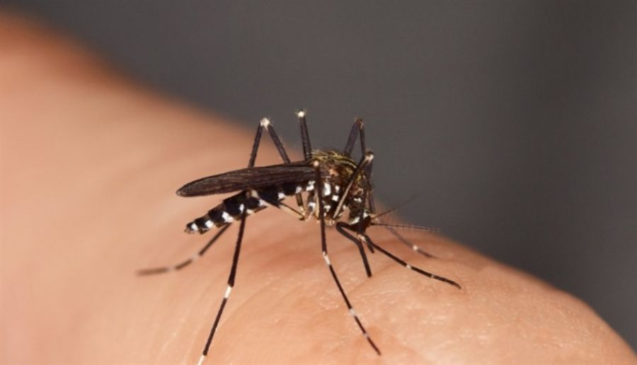 مع الحرارة والسفر.. تحذيرات من بعوضة