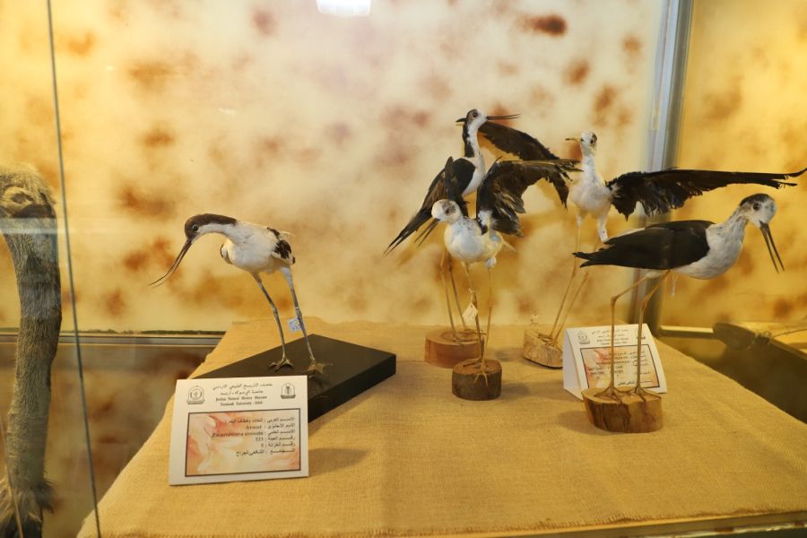 متحف التاريخ الطبيعي في اليرموك وجهة