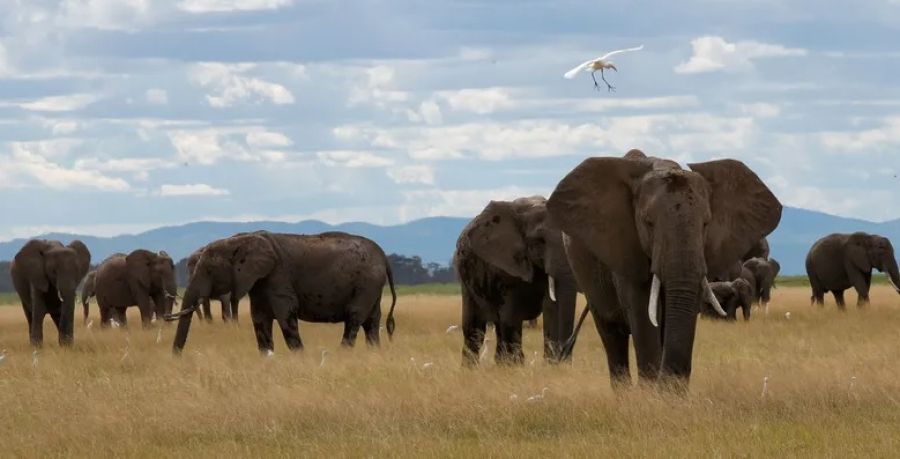 جنوب إفريقيا.. مقتل سائح تحت أقدام
