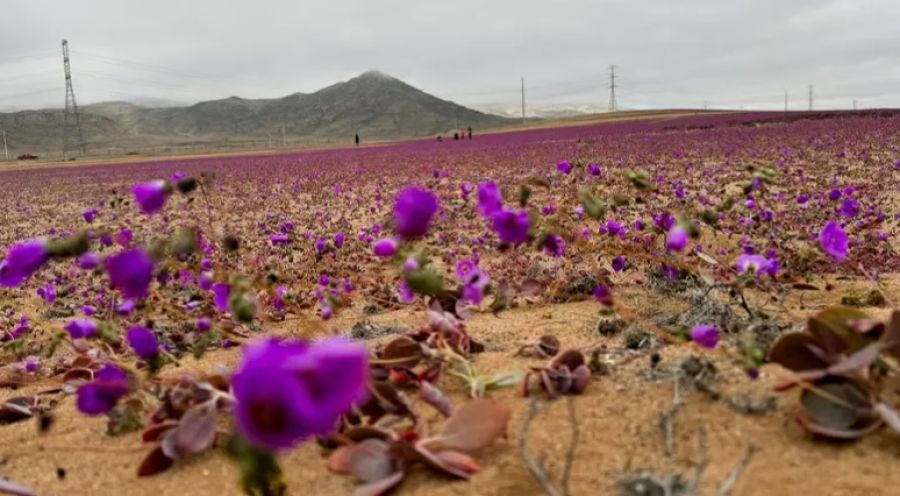 أكثر الصحاري جفافا على الأرض تزهر