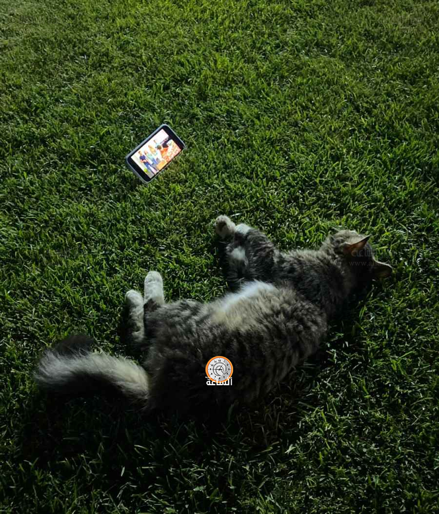 قطة أردنية مدللة.. تتابع الموبايل