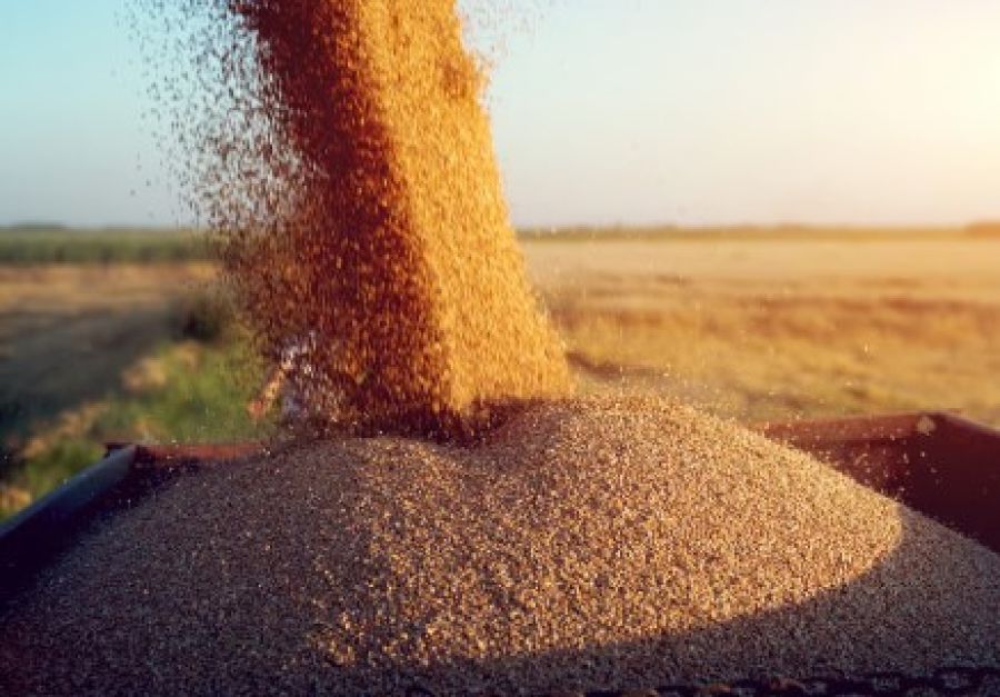 الأردن يشتري نحو 60 ألف طن