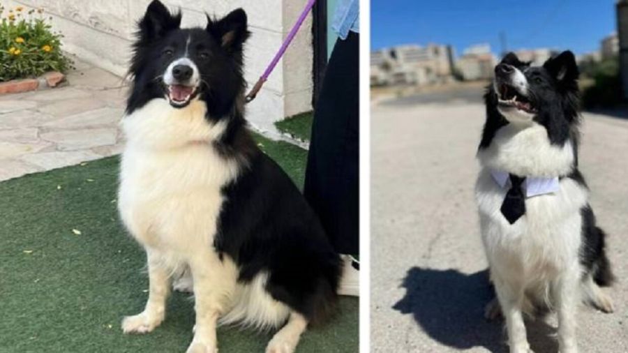 3 آلاف دينار أردني مكافأة.. البحث