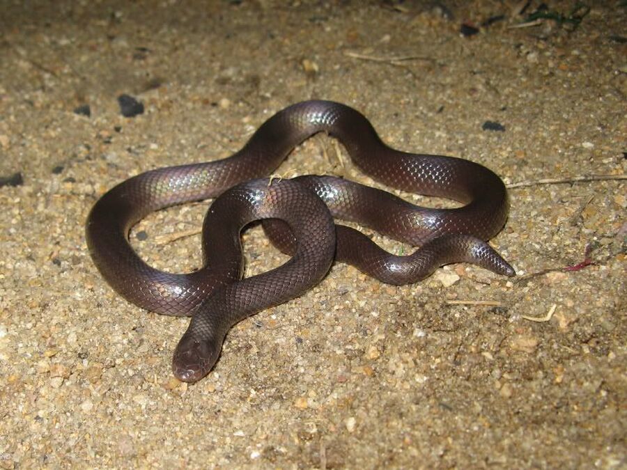 الصقور لـ مدار الساعة عن لدغة