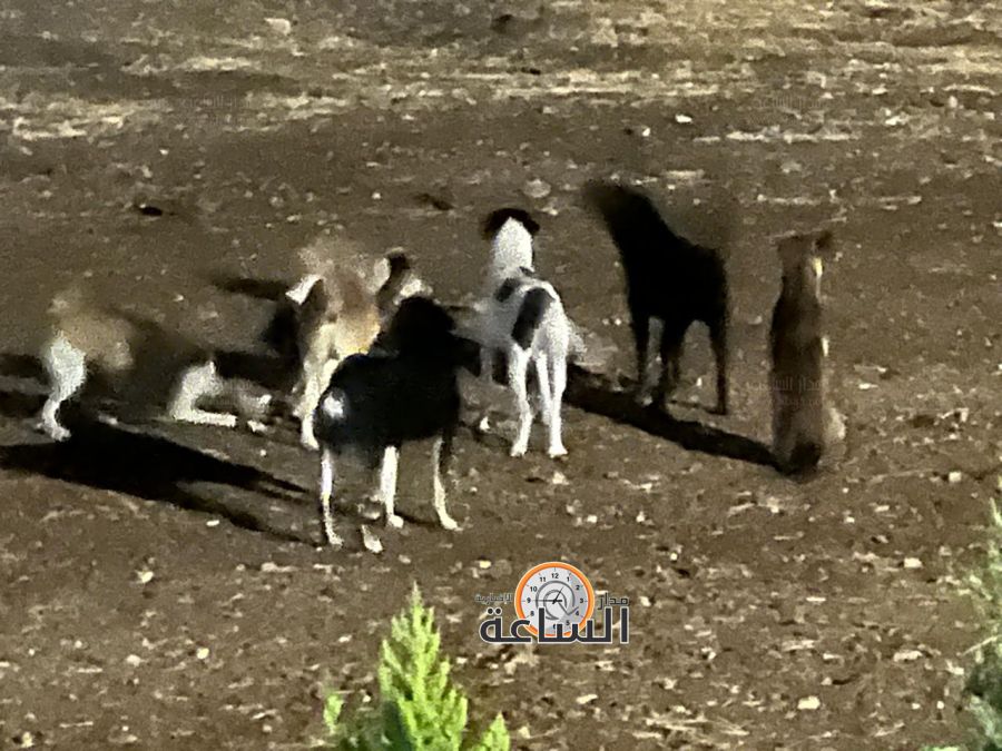 الكلاب الضالة في دابوق.. معقول هالحكي