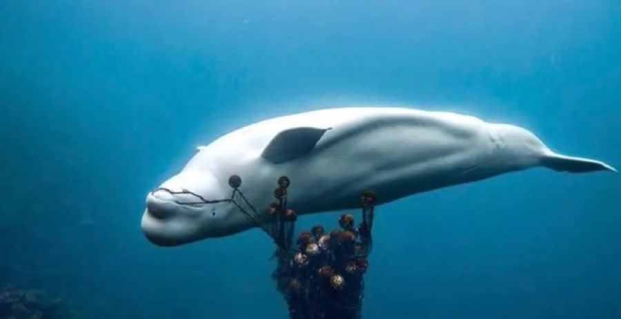 الأمر فظيع .. نفوق الحوت الجاسوس