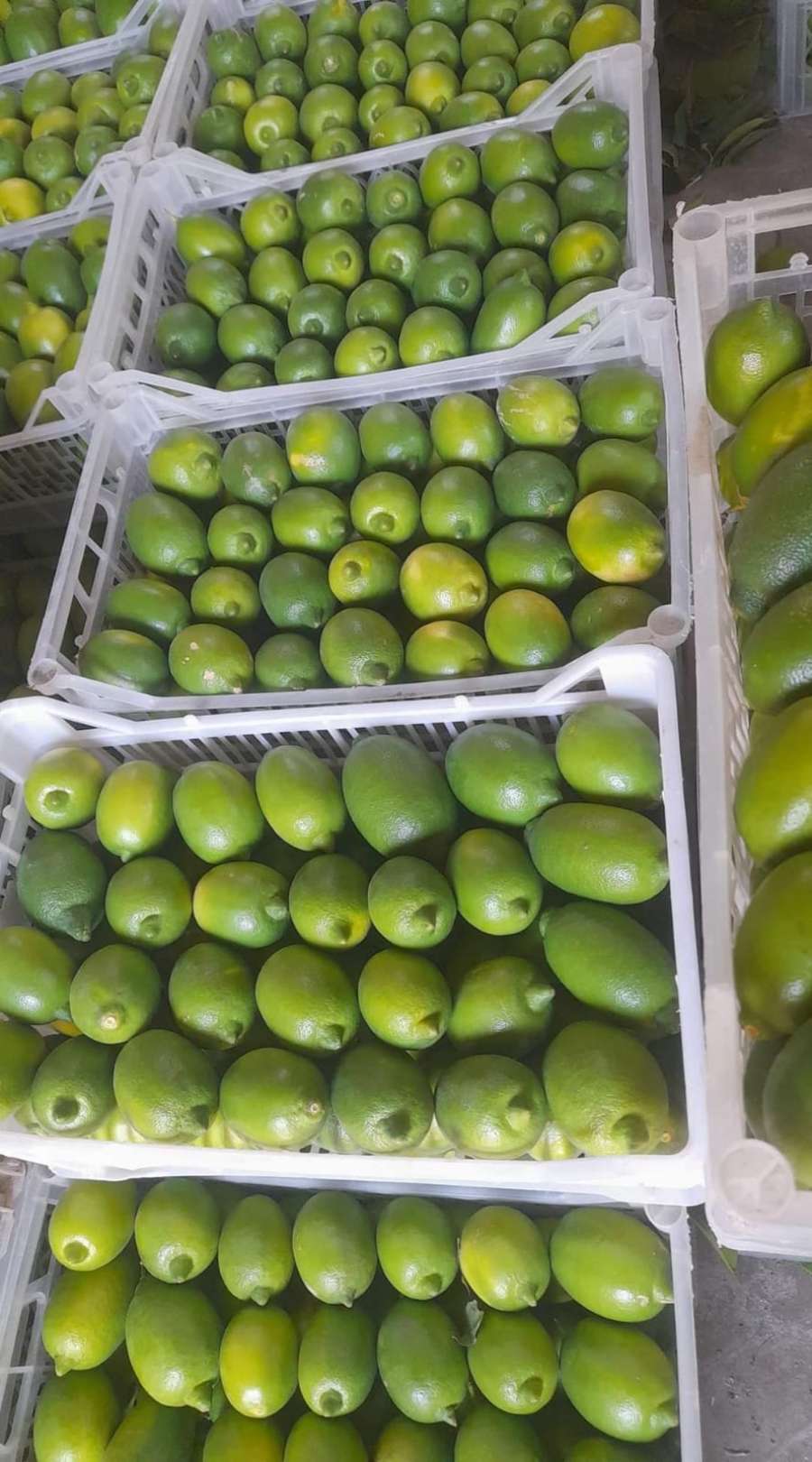 الزراعة: ملتزمون باتفاق حساب الفجوة بين