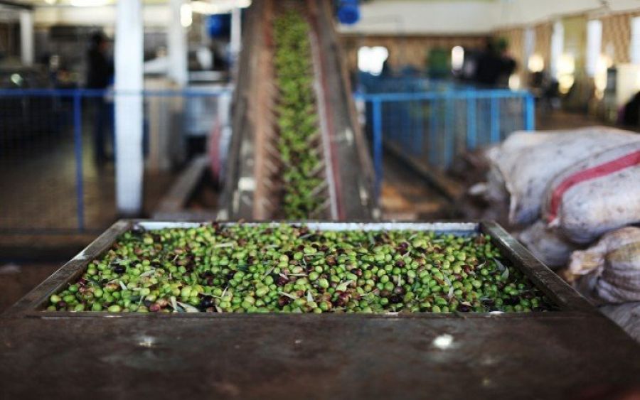 نقابة معاصر الزيتون: أجور المعاصر ثابتة