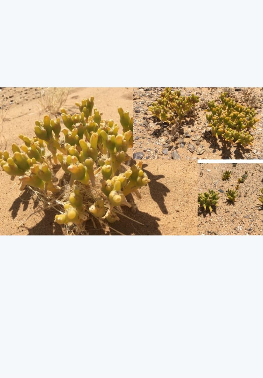 انطلاق فعاليات مهرجان السمح الثاني في